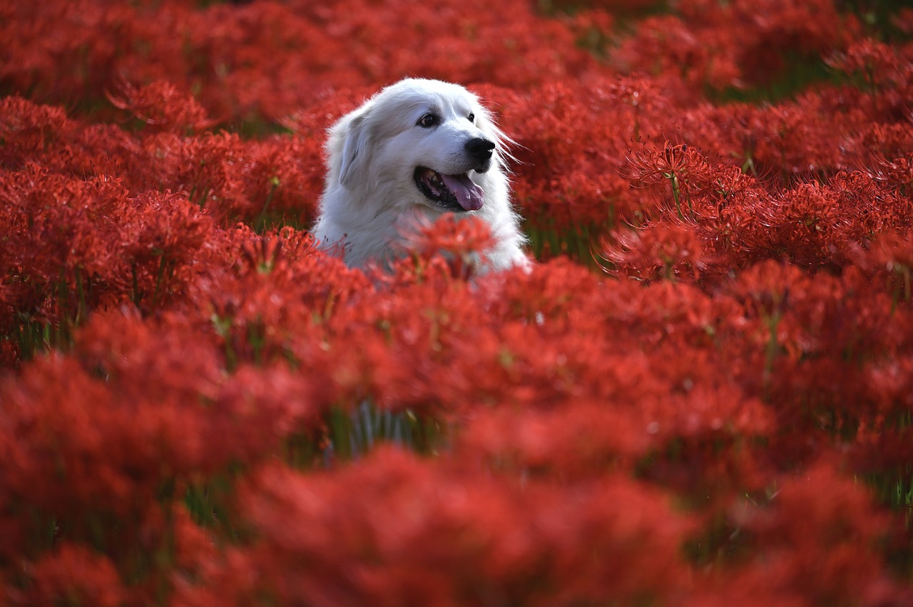 Read more about the article Understanding What Plants Are Poisonous to Dogs – Stay Informed!