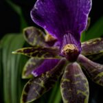 Easy Guide: How to Care for Orchids Indoors – Thriving Tips