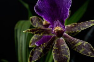 Read more about the article Easy Guide: How to Care for Orchids Indoors – Thriving Tips