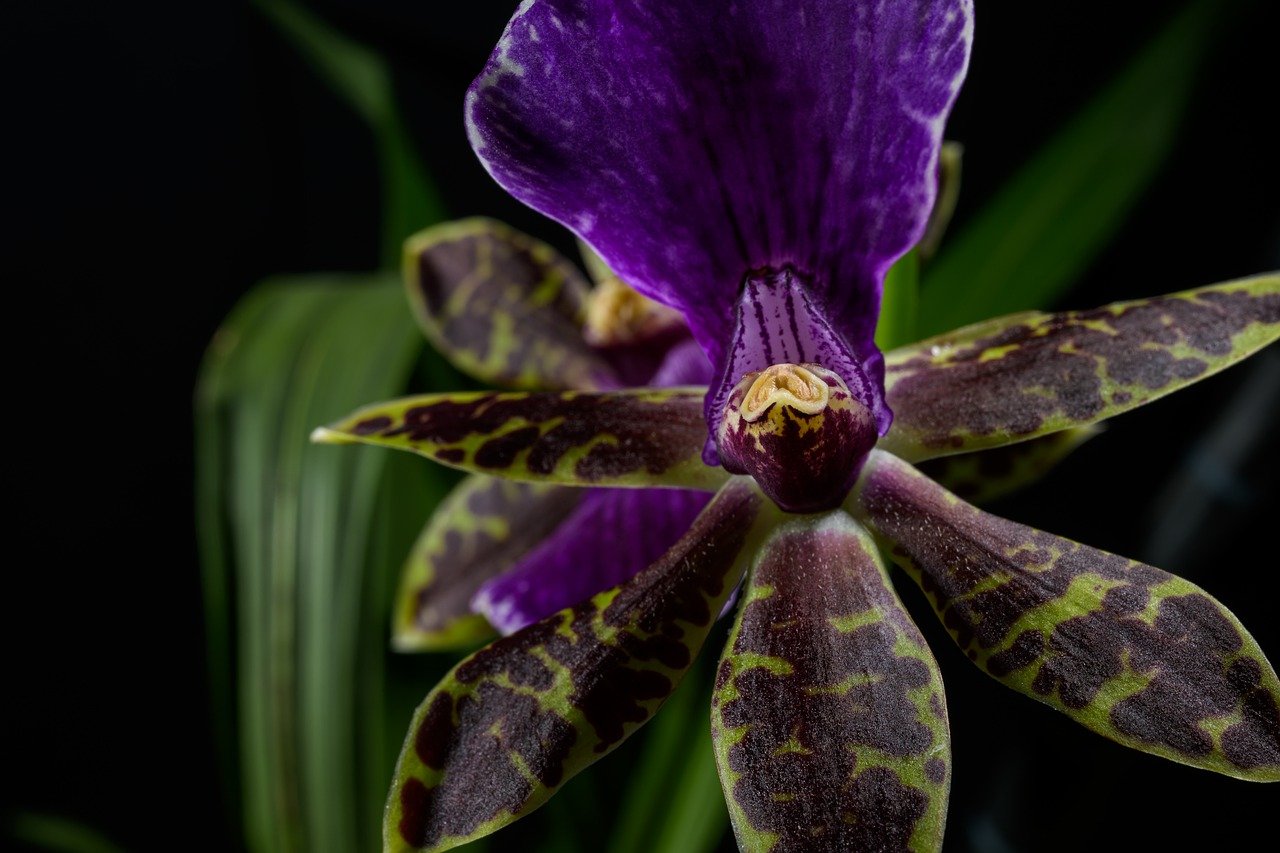 You are currently viewing Easy Guide: How to Care for Orchids Indoors – Thriving Tips