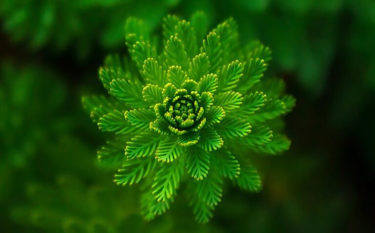 fern, leaves, foliage-821293.jpg