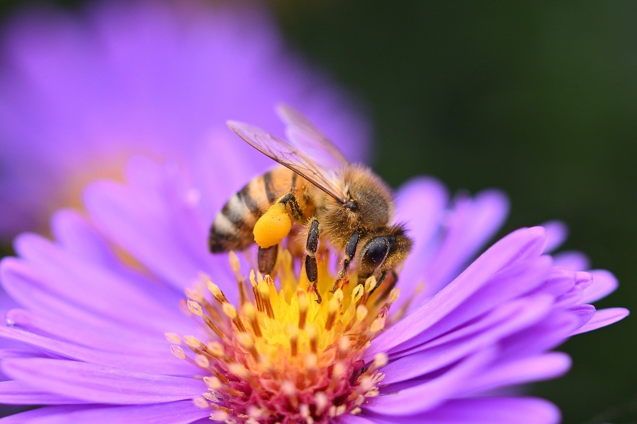 You are currently viewing Exploring Plant Uses for Honey: Natural Sweetness Unveiled