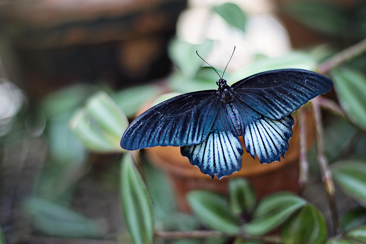 Read more about the article Discover What Plants Attract Butterflies in Your Garden