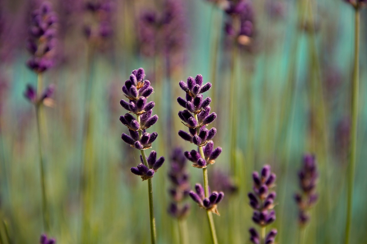 You are currently viewing Discover What Plants Keep Flies Away From Your Home