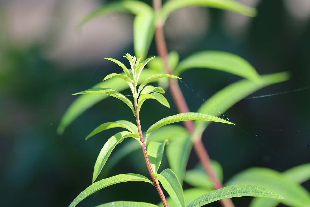 Read more about the article Exploring Various Plant Uses for Tea: A Refreshing Guide