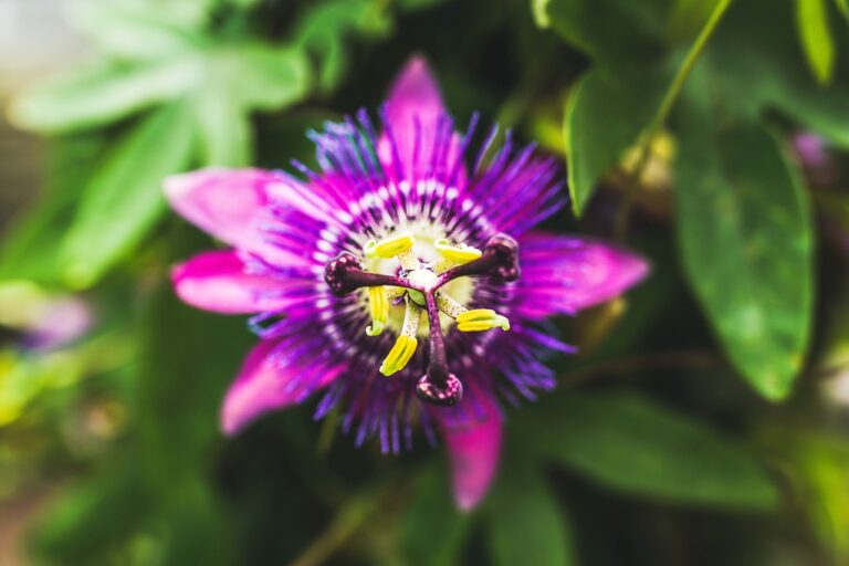 passion flower, exotic, blossom-4164327.jpg