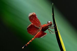 Read more about the article Discover What Plants Attract Dragonflies to Your Garden