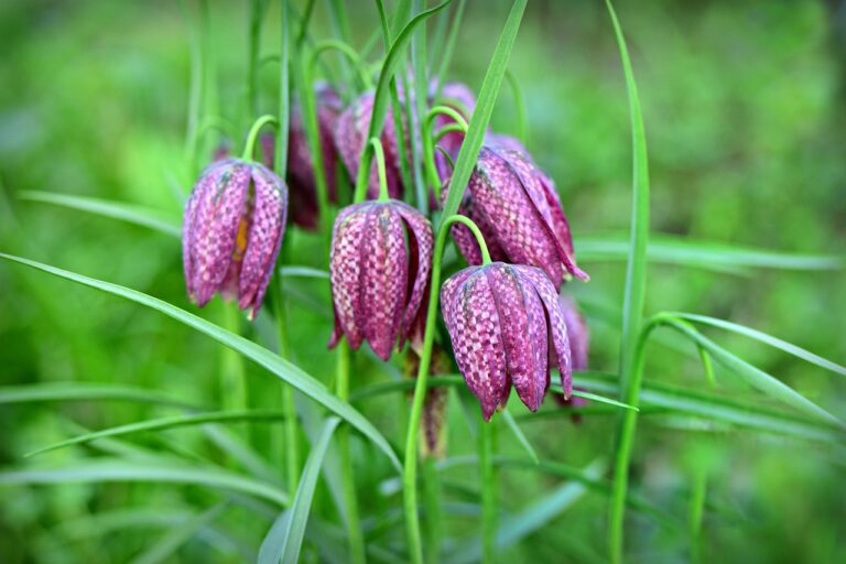 snake's head, flower, plant-4256066.jpg