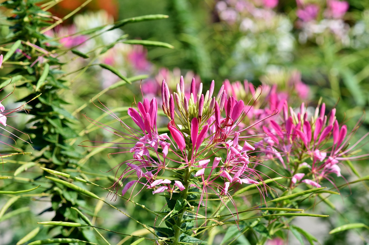 Read more about the article Be Green-Thumbed: How to Care for Spider Plant