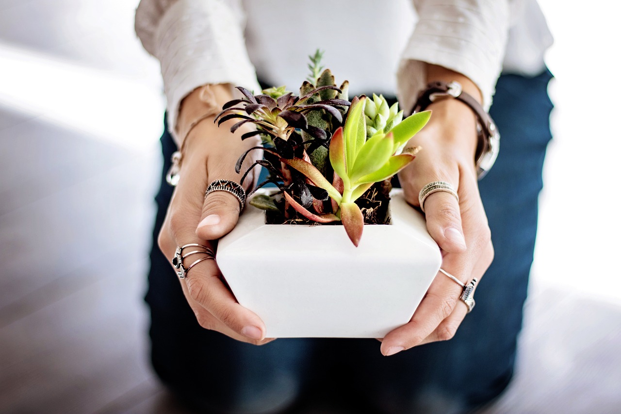 Read more about the article Mastering How to Care for Succulents Indoors – Easy Guide