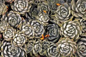 Read more about the article Discover the Beauty of Various Succulent Plant Species