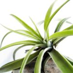 Mastering Greenery: How to Care for Air Plants Easily