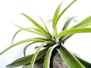 Read more about the article Mastering Greenery: How to Care for Air Plants Easily