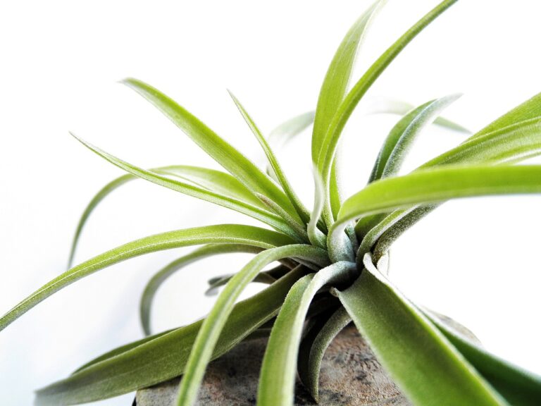 tillandsia, air plant, leaf-740494.jpg