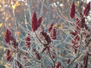 Read more about the article Unlocking Plant Uses for Vinegar: A Gardener’s Guide