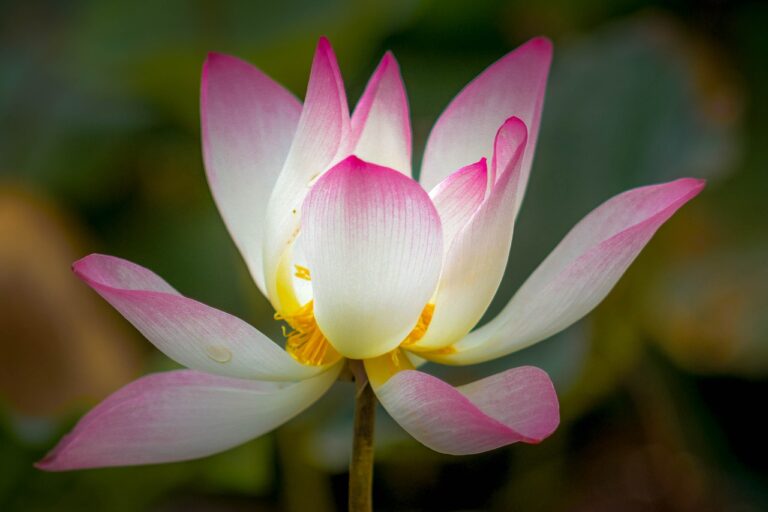 lotus, plant, flower-4166422.jpg